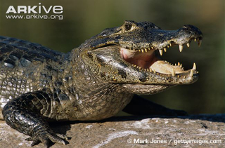 Illustration for article titled Sunday Crocodilian - Caiman yacare Edition